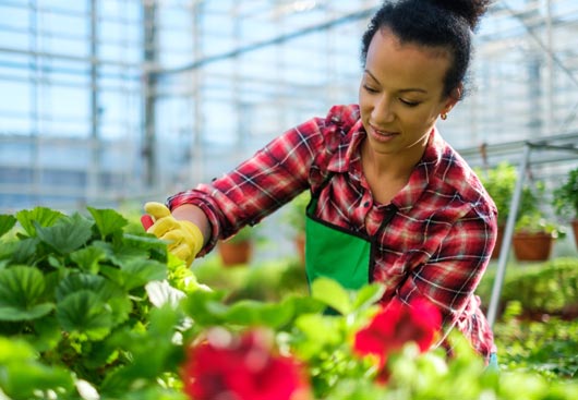Female greenhouse grower pruning her flowers
